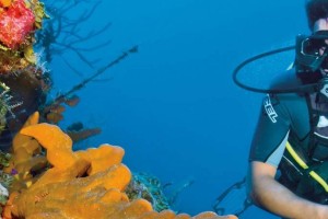 Diving Experience alle Turks e Caicos