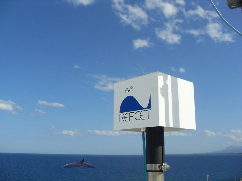 Il sistema informatico REPCET creato per ridurre le collisioni tra navi e grandi cetacei