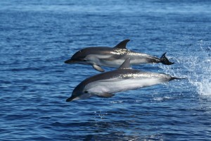 “Monitoraggio cetacei nel Santuario Pelagos” a bordo delle navi della Corsica Sardinia Ferries