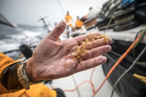 Volvo Ocean Race: meno di 50 le miglia che separano il leader dal settimo team