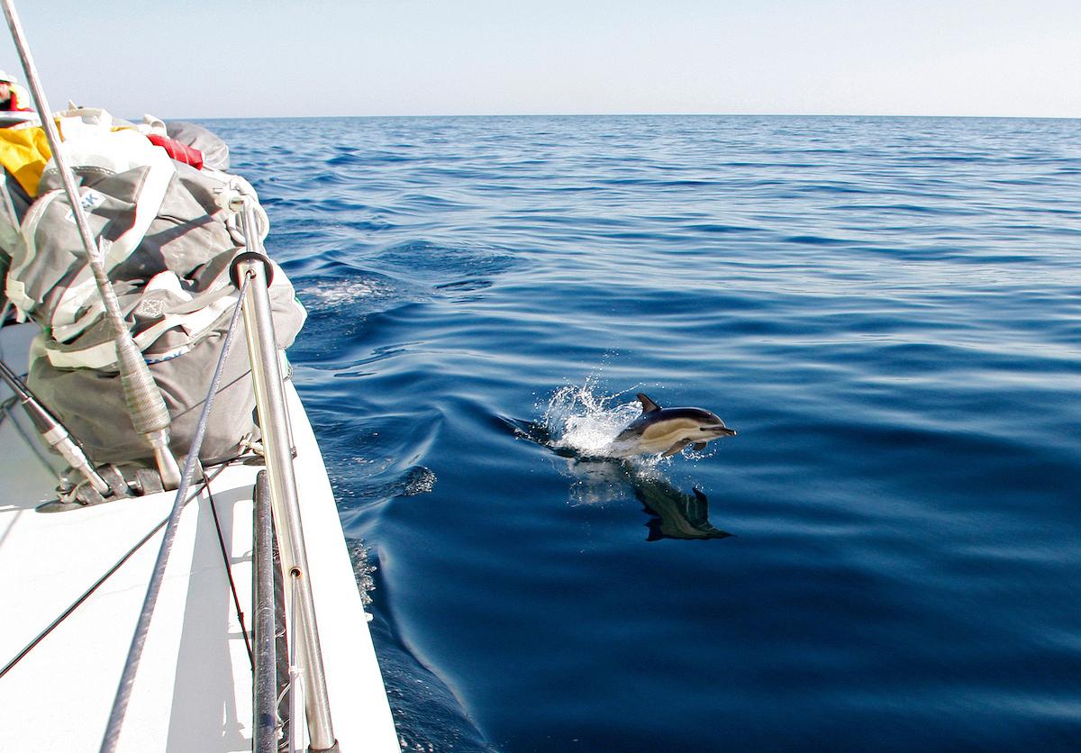 Dolphin spotted during the round the world race © Guo Chuan/Green Dragon Racing/Volvo Ocean Race