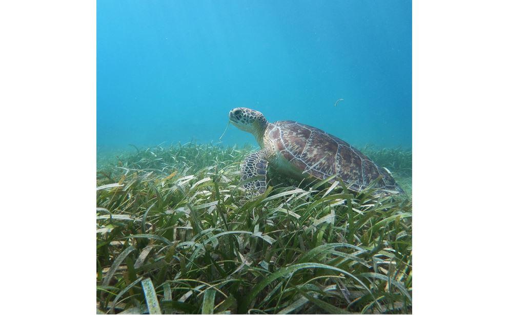 This thriving meadow of Thalassia seagrass is an extremely effective carbon sink that captures large amounts of CO2 – up to ten-times as much per hectare as a forest on dry land – and sequesters it in the seabed.