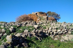 Cuglieri: l'ogliastro (olivo selvatico)