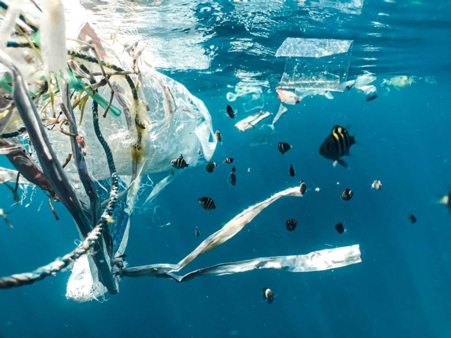 Giovani pesci che nuotano nella plastica
© Naja Bertolt Jensen / Ocean Image Bank