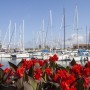 Yacht & Garden con Marevivo per la tutela degli ecosistemi e dei fondali marini liguri